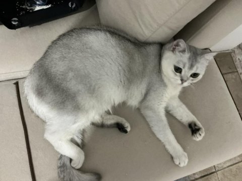 Anne baba british dişi shorthair