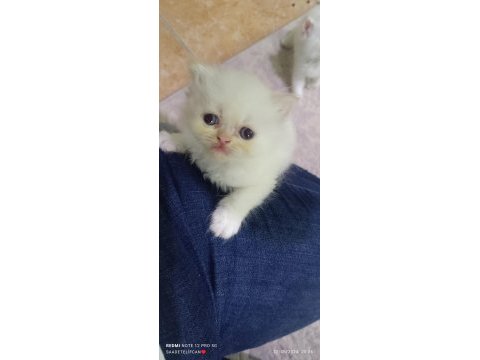 Pamuk iran kedisi kız