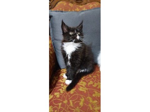Maine coon 20 ocak doğumlu antalya