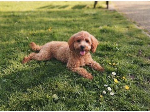 7 aylık dişi toy poodle