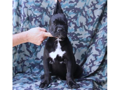 Fcı-kıf secereli safkan cane corso köpekler