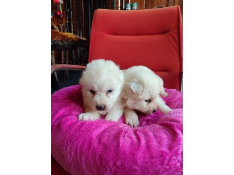 Samoyed bebekler için acele edin