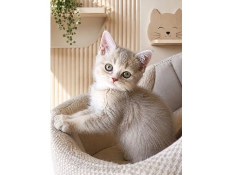 British shorthair dişi yavrular