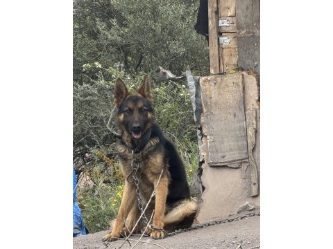 Anne malinois baba alman kurdu