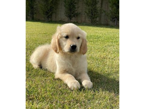 Baby face golden bebeklerimiz aşıları tam