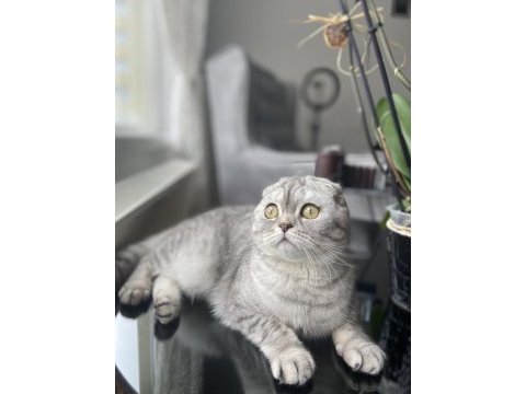 Ücretsiz scottish fold