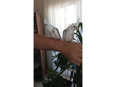 50 günlük white face sultan papağanı yavrular