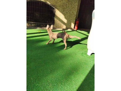 Islak burun mini şivava (chihuahua)