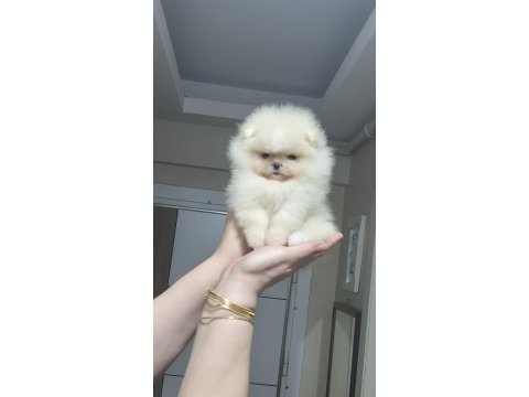 Minik prenses pomeranian boo