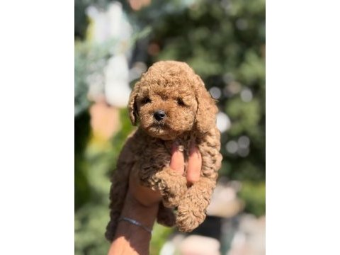 Toy poodle saf