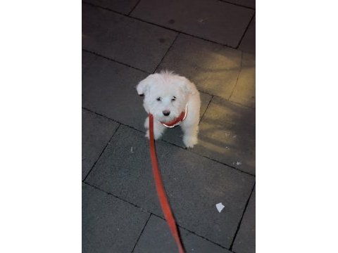 4 aylık terrier