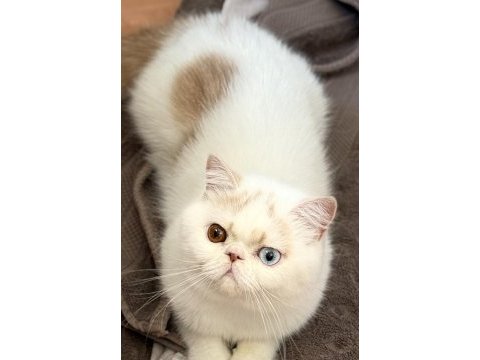 Erkek odd eyes exotic arayarak bilgi alın