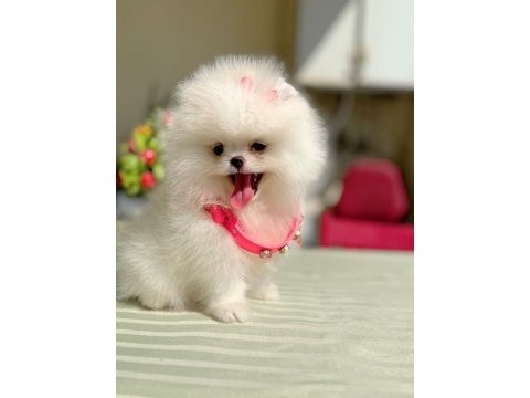 Kore kanlı mini boy dişi pomeranian ayıcık