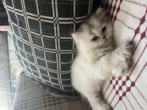 British longhair silver