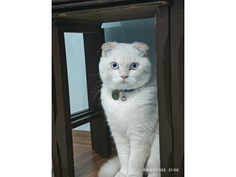 Scottish fold kedimiz