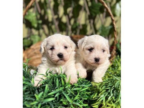 Kar beyaz ırk garantili maltese terrier yavrular