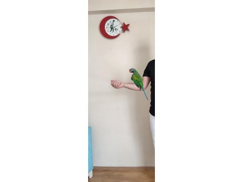 Derbiyan papağanı nadir tür