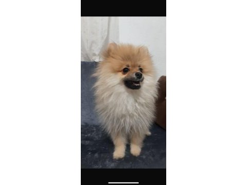 5 aylık aşıları tam pomeranian