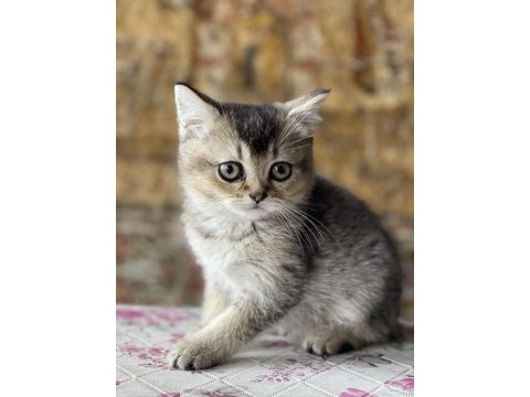 British black golden bebek uygun sahiplendirilecek
