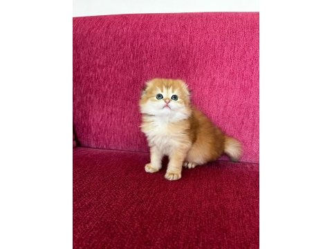 Golden yakışıklı scottish fold