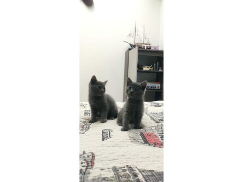 British shorthair 3 aylık