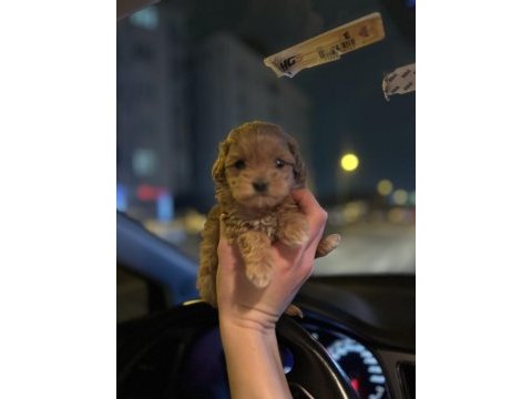 Teacup maltipoo kızımız