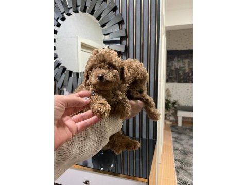 Safkan toy poodle