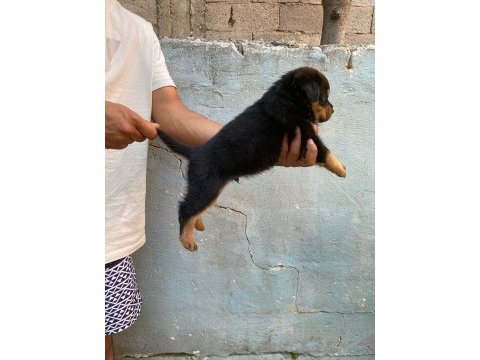 Rottweiler yavruları