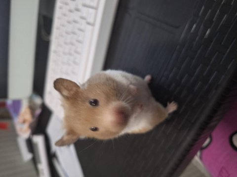Eğitimli hamster pamuk