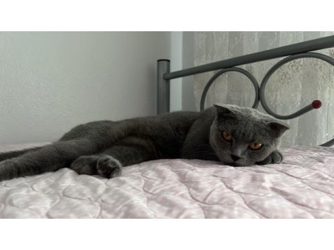 Dişi uysal sevimli scottish fold