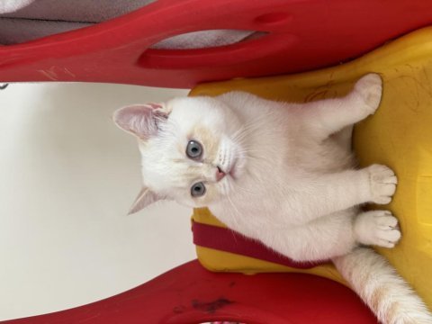 British shorthair yavruma yuva arıyoruz