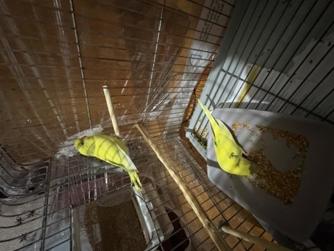 Jumbo muhabbet kuşları