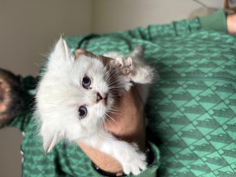 Scottish fold kedimiz
