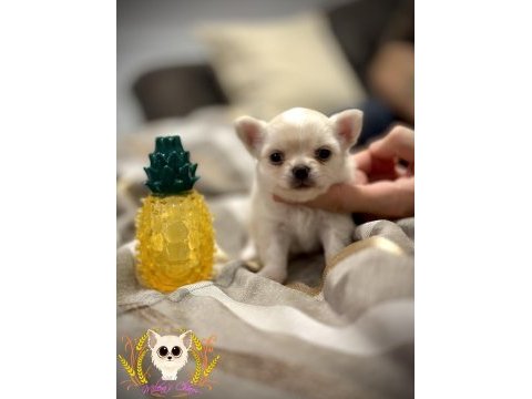 Show class chihuahua köpeği
