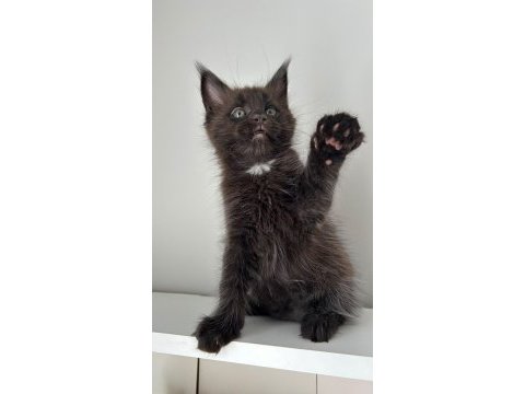Sağlık ve ırk garantili minik maine coon devler