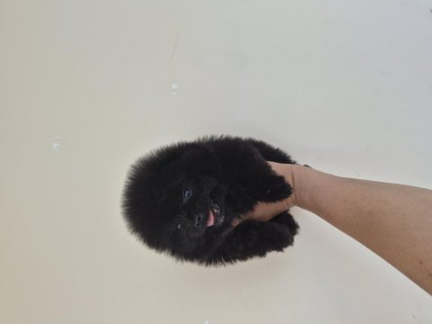 Pomeranian boo yavrular