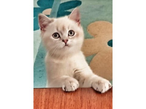 9 aylık british shorthair blue point