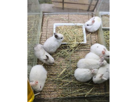 Cüce netherland dwarf yavru tavşanlar