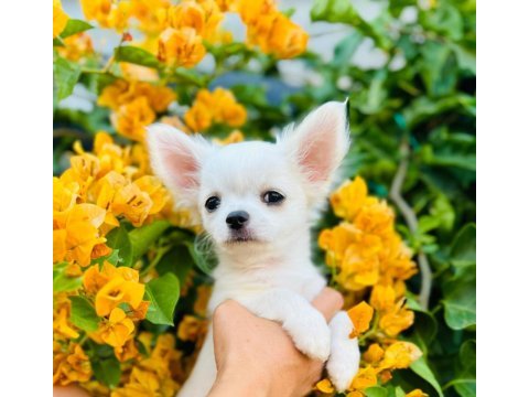 Irkının en iyisi ödüllü chihuahua yavru
