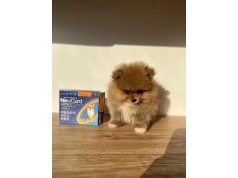 Erkek pomeranian boo micro boy