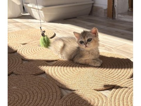 Safkan dişi yavru british shorthair