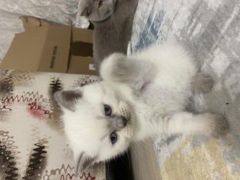Scottish fold yavrularımız yeni yuvasını arıyor