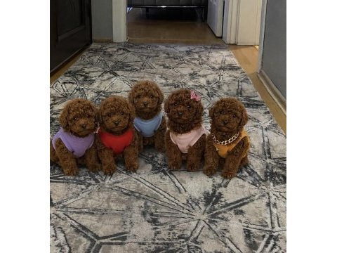 Sağlık ırk garantili toy poodle köpekler