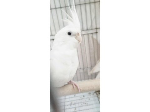 Albino takım dişi sultan papağanı evcildir