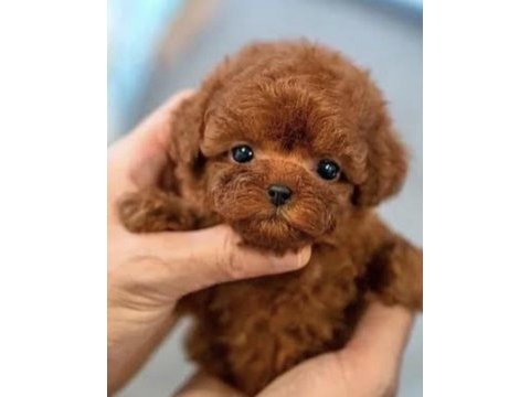Yavru poodle yer dolayısından