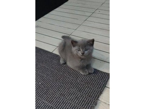 Kediler yeni yuvalarını arıyorlar