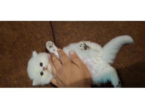 Safkan british longhair yavru