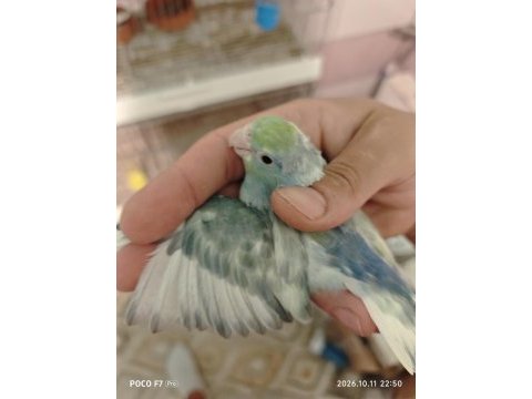 Forpus papağanı yavru kuşumuz