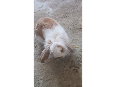 Hollanda lop yavru tavşan