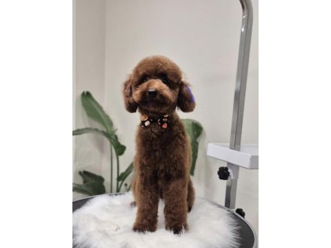 Toy poodle 10 aylık erkek